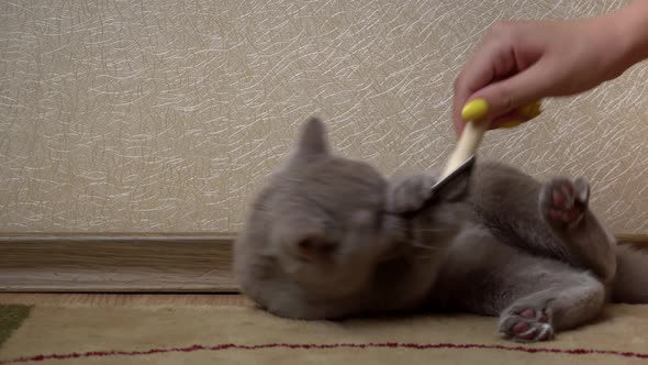 Man's Hand Combs Gray Scottish Cat with a Comb