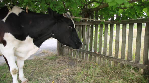 Large Horned Cattle Domestic Cow Tied to a Tree with a String Closeup