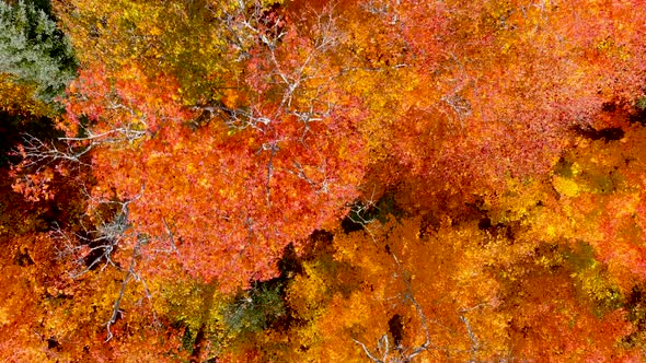 Aerial view of fall season foliage colors.