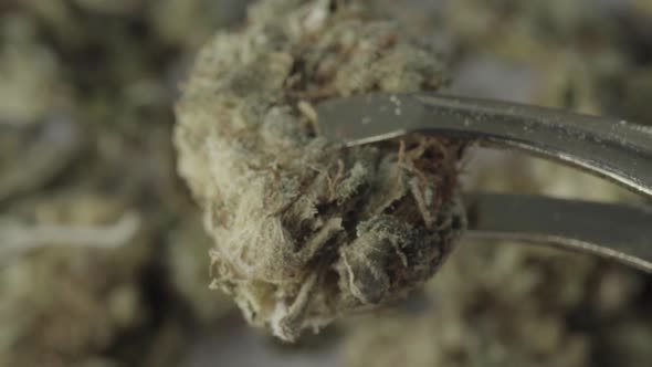 Marijuana. Cannabis. Hemp. Close-up. Slow Motion