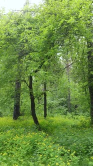 Vertical Video of Forest with Pine Trees in Summer