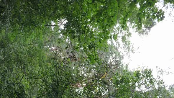 Vertical Video of a Forest with Trees in Ukraine