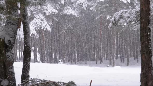 Snowfall in Winter Pine Forest with Snow-covered Branches Christmas Trees