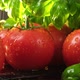 Fresh Ripe Red Tomatoes And Green Basil Leaves. Tomatoes Are Watered. Raw Organic Vegetables. - VideoHive Item for Sale