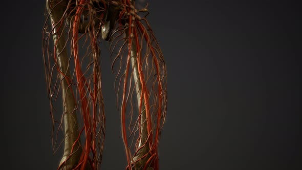 Human Body Blood Vessel Anatomy alt