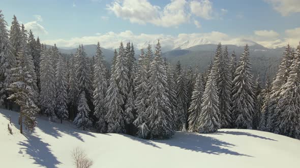 Aerial View of Tall Pine Trees Covered with Fresh Fallen Snow in Winter Mountain Forest on Cold