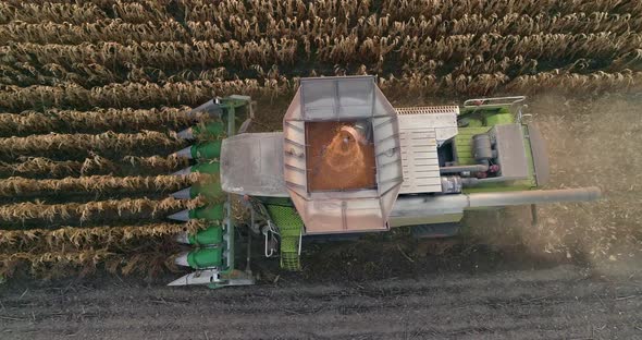 Aerial Top View Combine Harvests Ripe Corn