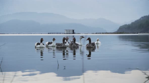 Duck Flock Floating in the Lake 4K