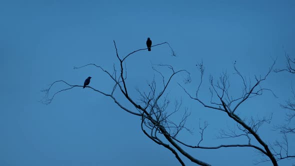 Birds Fly Off Branches