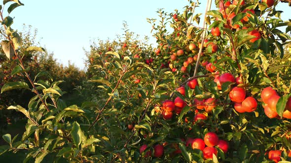 Apple Garden