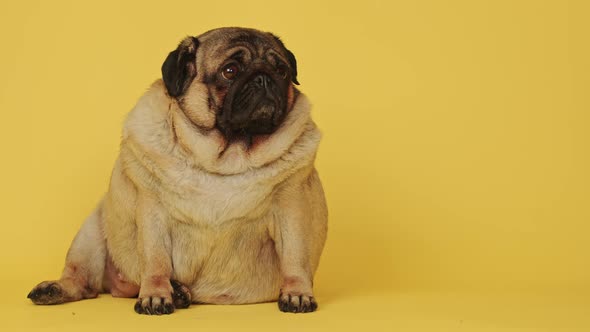 Cute pug dog on yellow background.