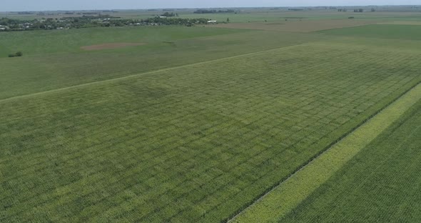 Flight over green agricultural corn field. Beautiful landscape of a corn field. Top view to the gree