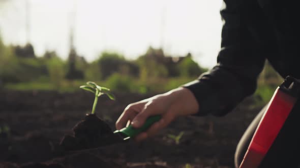 The Farmer Holds In His Hand A Small Shovel With Cultivated Plants. Pile Of Arable Soil And Sprout