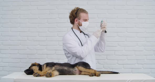 Veterinarian Giving Injection with Vaccine to Sleepy Puppy