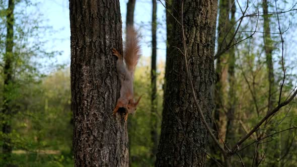 Fluffy Red Squirrel Runs on a Tree in the Forest in the Wild