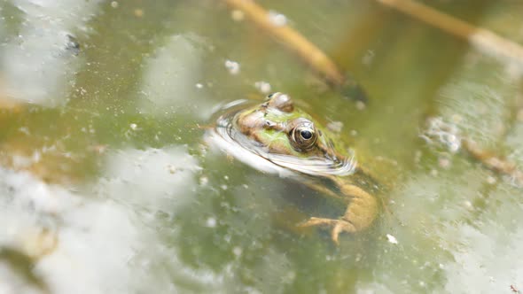 Common green Rana Bergeri frog lurking for pray in dirty pond 4K 2160p UltraHD footage - Rana ridibu