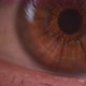 Human brown eye - extreme close up view. - VideoHive Item for Sale