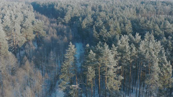 Beautiful Green Snowy White Forest In Winter Frosty Day