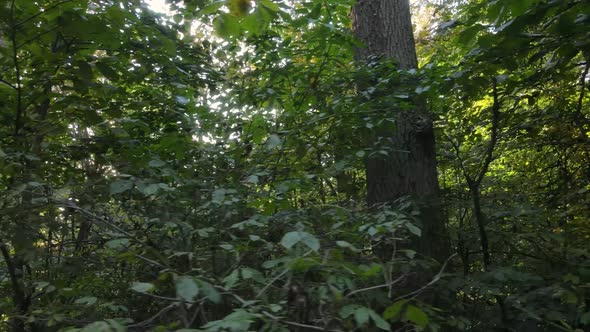 Trees in the Forest on an Autumn Day