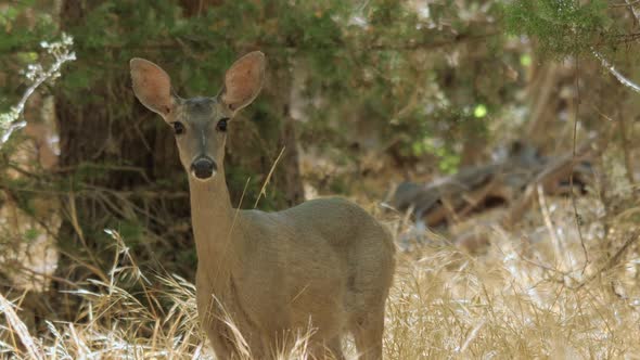 White-tailed Deer in a Forest Zoom Out