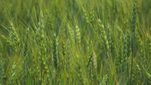 Green Wheat On Field