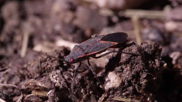 Box elder bug crawls around on dirt