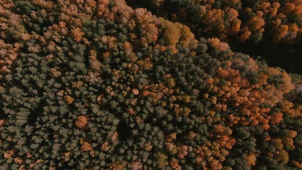 Colorful autumn forest in sunset time in Ural