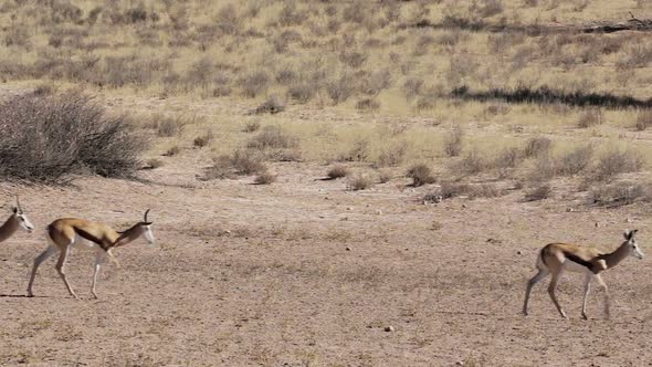 herd of springbok, Africa safari wildlife