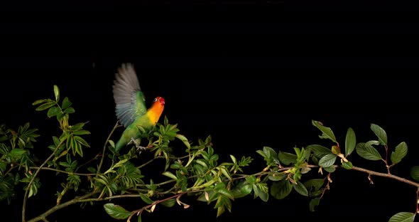 Fischer's Lovebird, agapornis fischeri, Adult standing on Branch, taking off, in flight