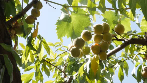 Tree branches full of Prunus persica 4K 2160p 30fps UltraHD footage - Fresh peach fruit against blue