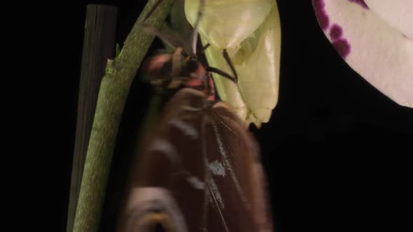 the Process of Emergence of the Morph Butterfly From the Pupa Timelapse the Butterfly Is Born