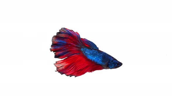 Siamese fighting fish (Betta splendens) alt
