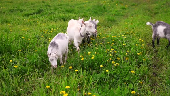 Cute Free Range Goatling on Organic Natural Eco Animal Farm Freely Grazing in Meadow Background