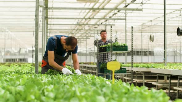 Greenhouse Worker Talking with a Female Agronomist