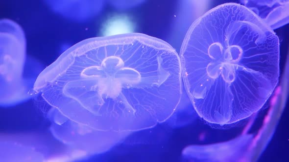 Group of Fluorescent Pink Jellyfish Swimming in Aquarium Pool
