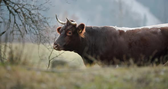 A Large Brown Cow Standing on Top of a Grass Covered Field