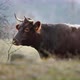 A Large Brown Cow Standing on Top of a Grass Covered Field - VideoHive Item for Sale