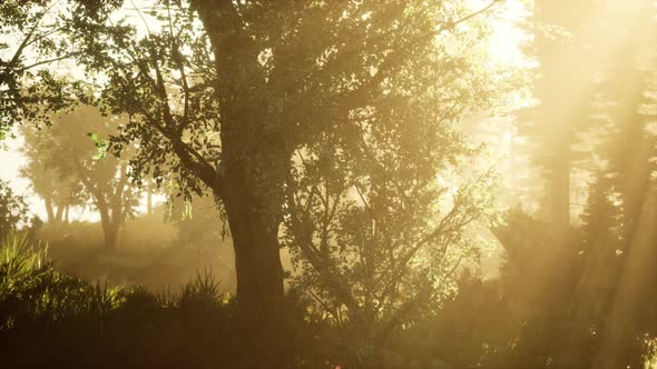 Panoramic View of the Majestic Evergreen Forest in a Morning Fog