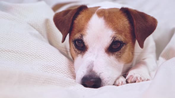 Dog lying on light bed linen, resting head on paws and looking at camera.