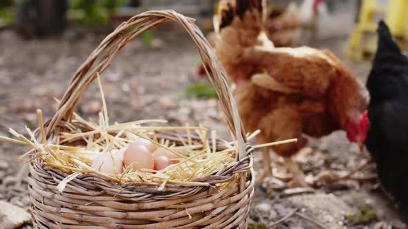 Free Range Eggs Close Up