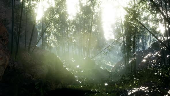 Lush Green Leaves of Bamboo Near the Shore of a Pond with Stones alt