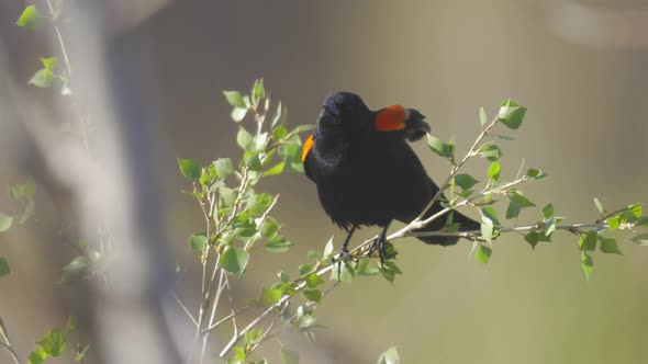 Red Winged Black Bird Mating Call Slow Motion