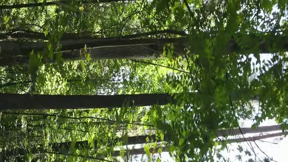 Vertical Video of a Summer Beautiful Forest in the Afternoon