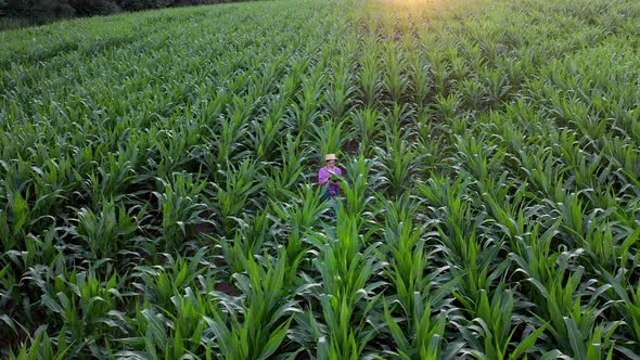 Farmer or an agronomist inspect a field of corn cobs. The concept of agricultural business.