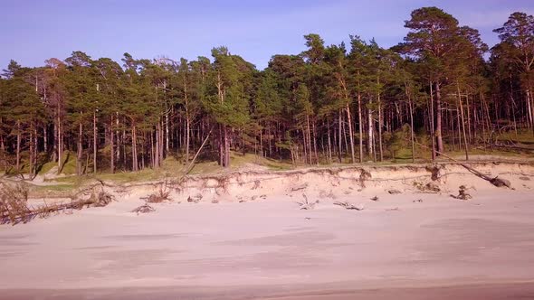 Aerial view of Baltic sea coast on a sunny day, steep seashore dunes damaged by waves, broken pine t