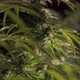 Irrigation of Cannabis Bush Closeup - VideoHive Item for Sale