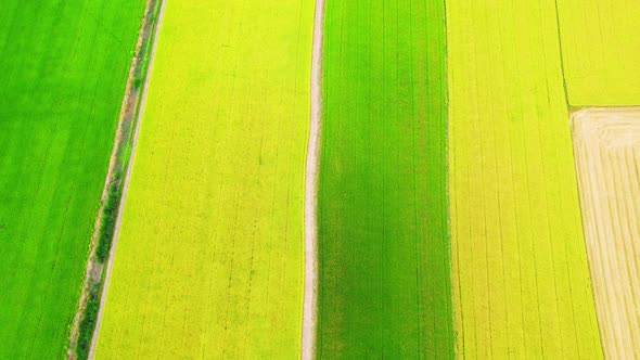 Drone flying over the beautiful green and yellow rice field scenery