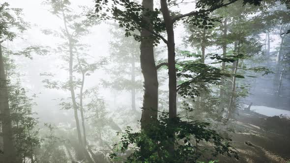 Panoramic View of the Majestic Forest in a Morning Fog