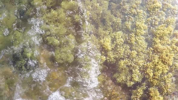 Overhead aerial top down, seagrass forest waving around as ocean wave crashes