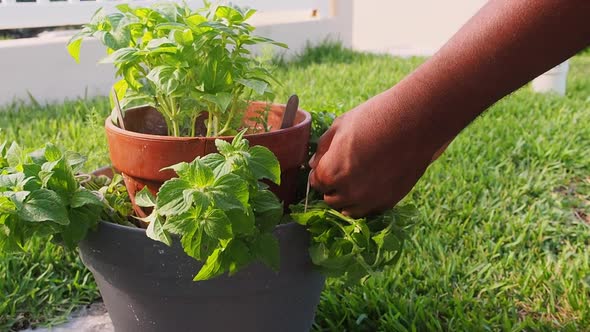 Pruning fresh oregano out of the pot.